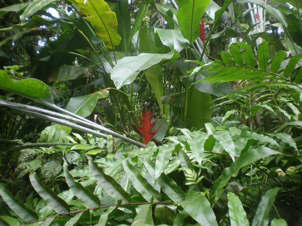 Les plantes de Antilles