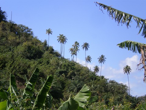 les palmiers des Antilles