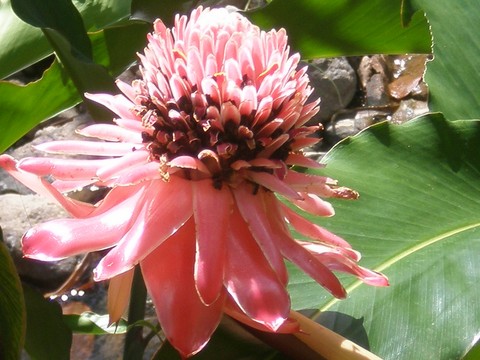 Iles aux fleurs Martinique