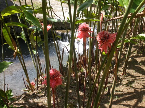 Eau et Fleurs le secret des Antilles