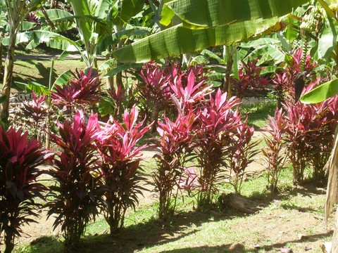 Flore des Antilles