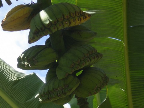Mini banane des Antilles